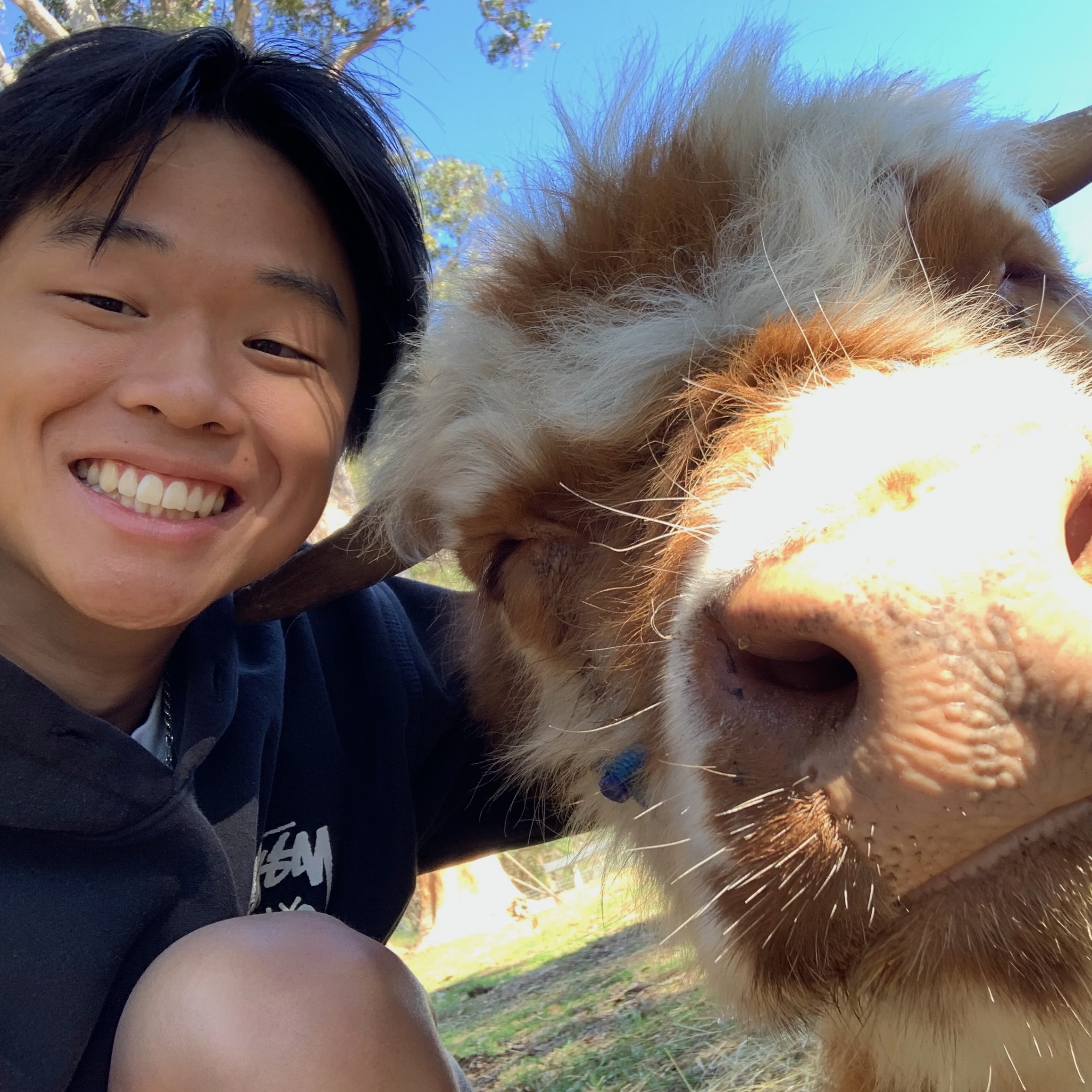 Jeffrey Peng portrait with cow